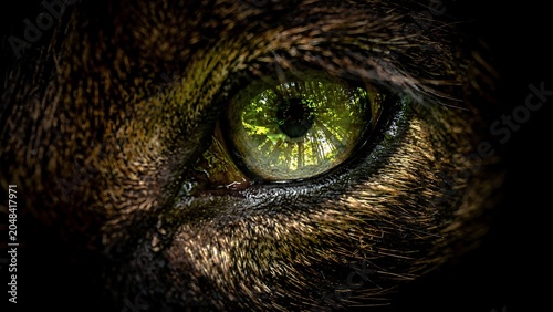 Close-up of a green eye in the dark