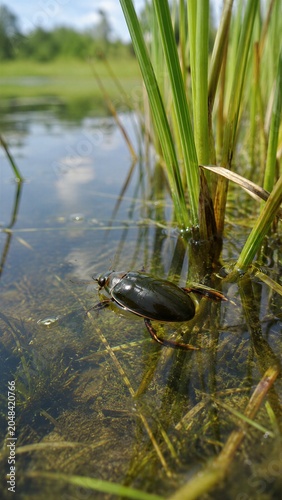 Japanese Diving Beetle Aquatic Beetle