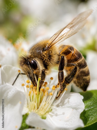 Western Honeybee Pollinating in Flower Field