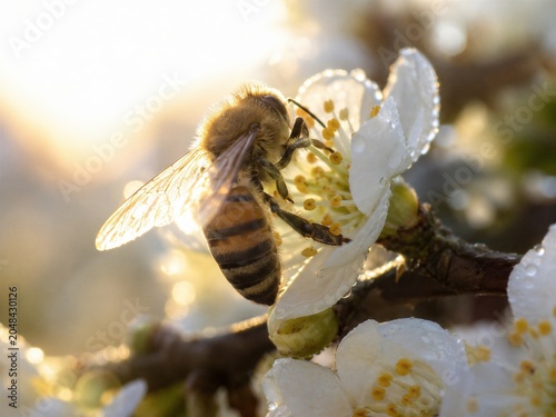 Western Honeybee Pollinating in Flower Field