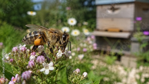 Western Honeybee Pollinating in Flower Field