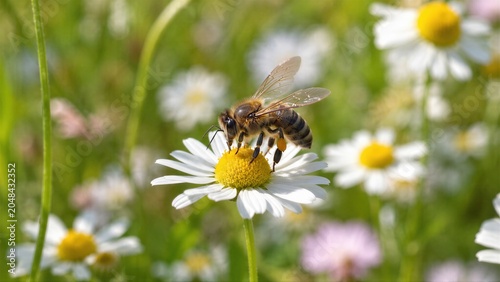 Western Honeybee Pollinating in Flower Field