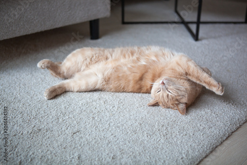 Cat lies on the floor, stretching and relaxing in a cozy living room during the day