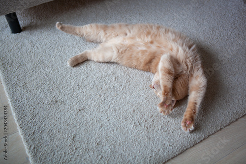 Cat lies on the floor stretching with front paws raised above its head in a cozy living room setting during midday