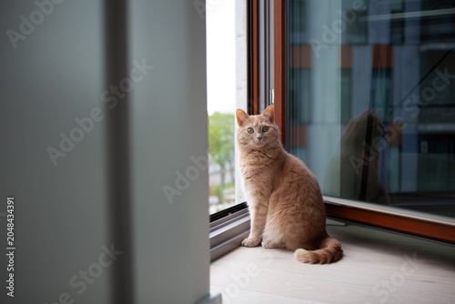 Cat sitting by window in modern apartment, looking outside on a cloudy day in the city