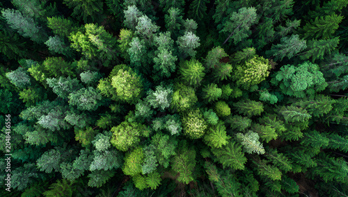 Overhead shot of a diverse forest canopy. Various shades of green create texture & depth. Dense foliage, tree tops visible