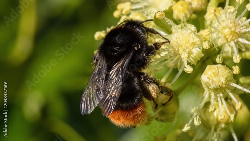 Red-tailed Bumblebee Flower Macro