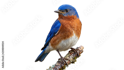 Принти на полотні Eastern bluebird perched on a branch detailed photo on transparent background