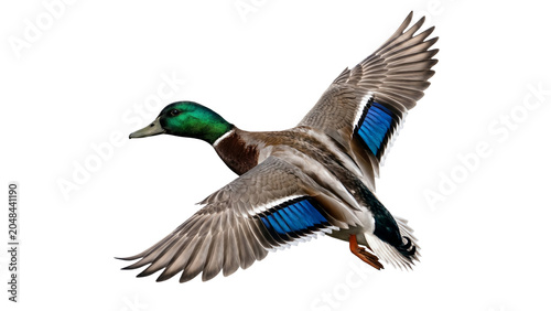 Obraz na płótnie Mallard duck in flight with outstretched wings on transparent background