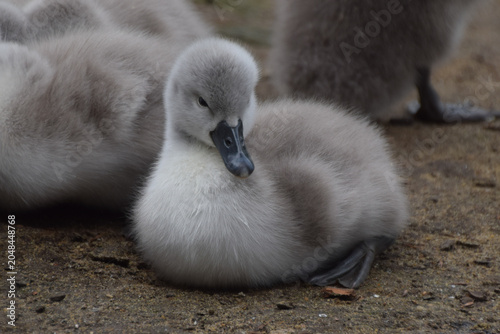Billede på lærred A mute swan cygnet rests in a park