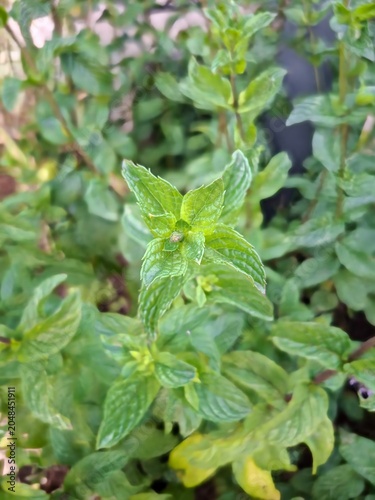 Close up photo of fresh mint leaves