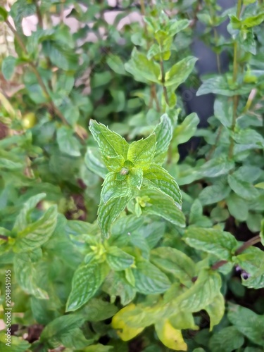Close up photo of fresh mint leaves