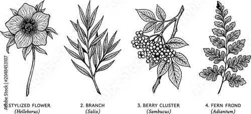 Foto Botanical Engraving Set: Hellebore Willow Elderberry Fern