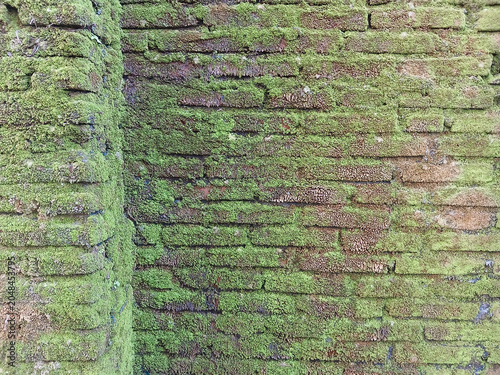 Photograph of a textured brick wall covered in vibrant green moss