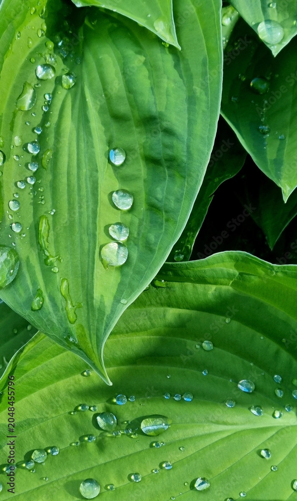 Obraz premium Drops of water after rain on the leaves of a green hosta. Selective Focus