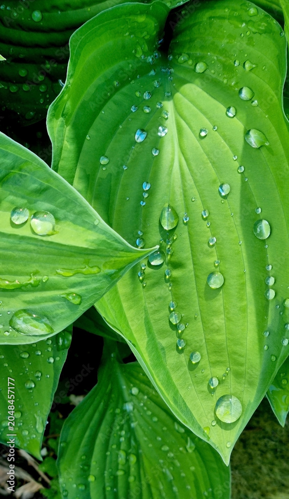 Obraz premium Drops of water after rain on the leaves of a green hosta. Selective Focus