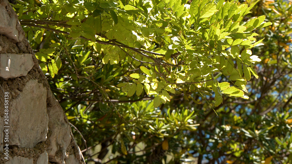 Fototapeta premium Sunlit Green Foliage Overhanging a Rustic Stone Wall in Bordeaux