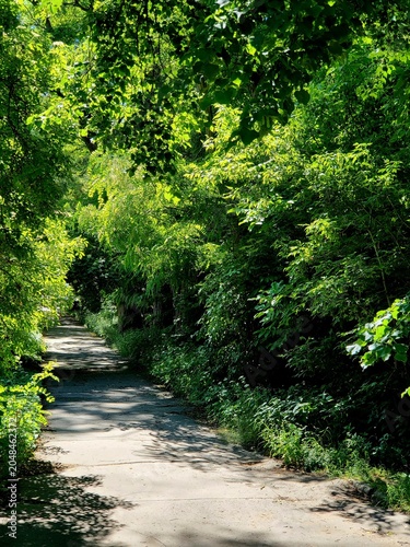 road in the forest