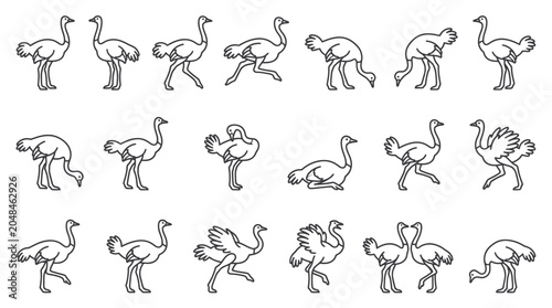 Bild auf Leinwand Ostrich Line Art Collection: Diverse Poses and Movements of Large Birds