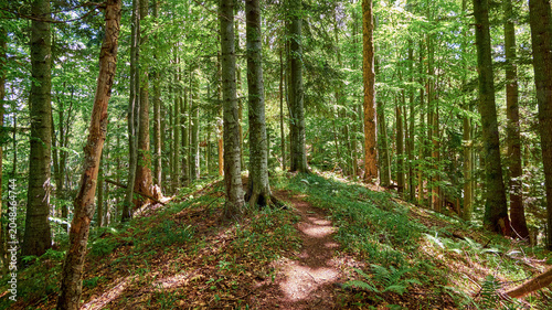 A narrow dirt path winds along a sunny, forested ridge surrounded by tall green trees, ferns, and dappled sunlight filtering through the canopy.