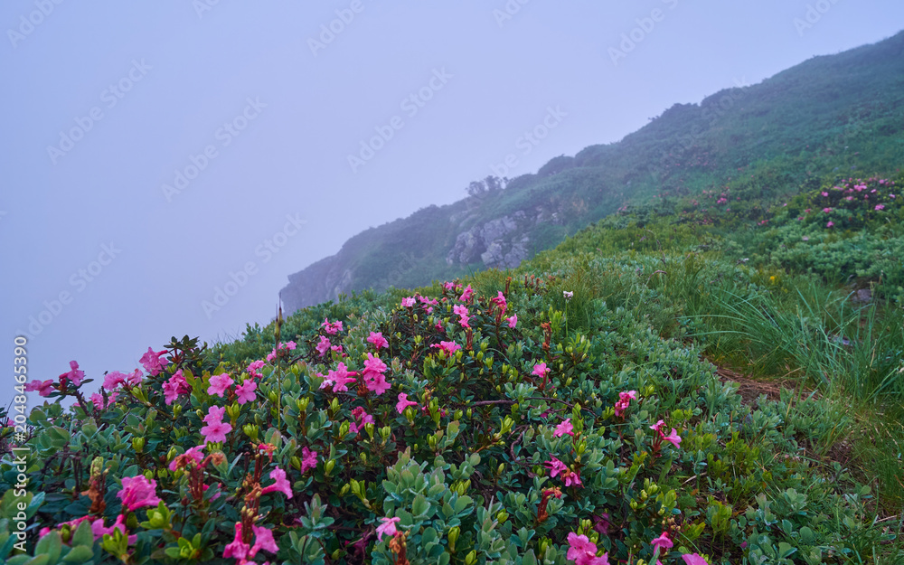 Fototapeta premium Vibrant pink wild Rhododendron myrtifolium bloom on a lush, dew-kissed green hillside under a thick, misty fog blanket blankets the mountain landscape