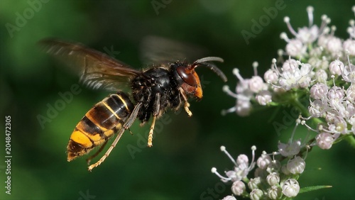 Asian Yellow-legged Hornet Natural Macro