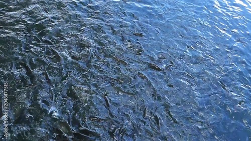 High-angle shot of a large school of fish swimming and feeding frantically in a freshwater pond, creating ripples and splashes on the water surface.