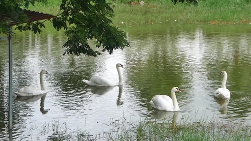 elegant white swans swimming together in a row on a calm pond under the gentle shadow of overhanging tree branches.