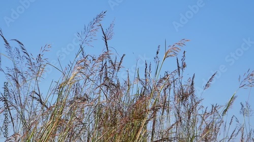 Golden wild reed grass blowing gently in the wind against a blurry background of green forest trees under bright daytime sunlight.