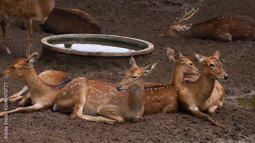 A herd of spotted deer resting and lying down together on dry ground near a concrete water trough in a safari zoo enclosure.