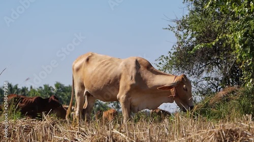 Domestic cows grazing in a dry rural grass field after harvest under a clear blue sky, representing countryside agriculture and livestock.