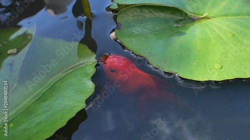 A vibrant orange koi fish swimming peacefully in dark pond water underneath large green lotus leaves, capturing a serene nature concept.