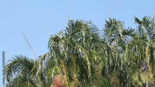 Lush green palm trees swaying against a modern white tropical building under a clear blue sky, ideal for travel and luxury resort themes.