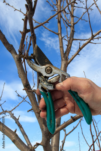Winter pruning of trees in the garden. Removing diseased and damaged branches to stimulate the growth of new shoots