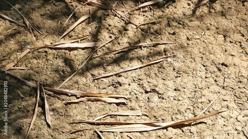 Top-down view of dry, textured ground and soil covered with scattered dry bamboo leaves and natural shadows from sunlight.