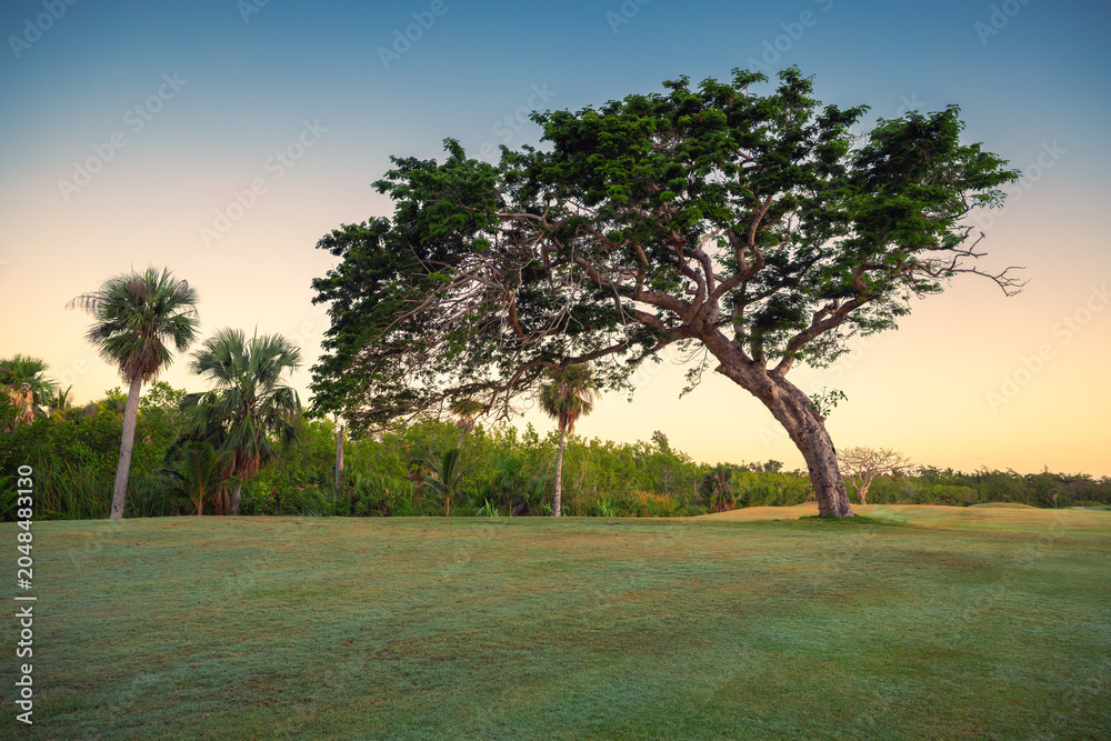 Obraz premium Large tropical tree on a green lawn with palm trees at sunrise