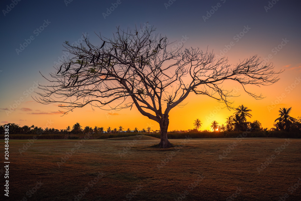 Obraz premium Silhouette of a lonely bare tree on a field during a spectacular golden sunrise