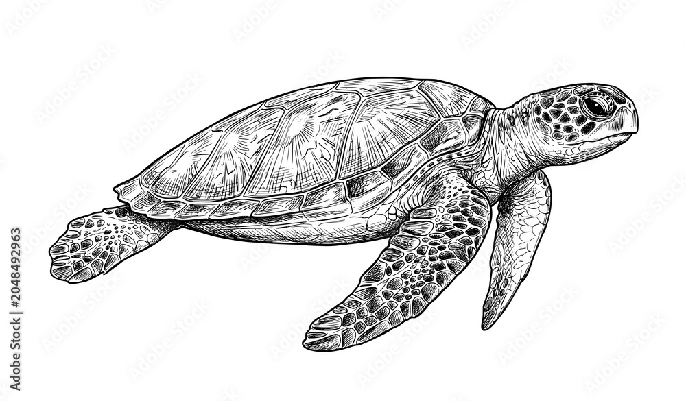 Obraz premium Sea Turtle Swimming Side View Detailed Sketch Vector Illustration