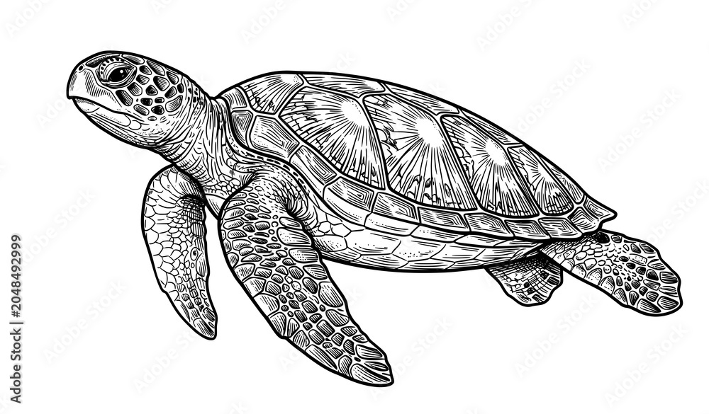 Obraz premium Realistic Sea Turtle Side Profile Swimming Sketch Vector Art