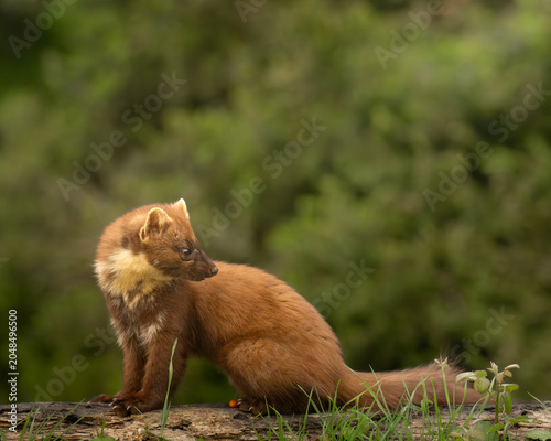 European Pine Marten alert and looking over its shoulder