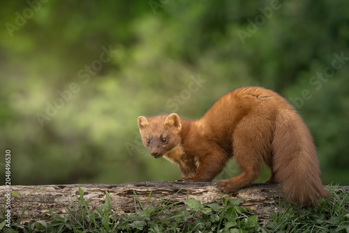 Pine Marten with an arched back on a log