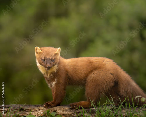 Portrait of a wild Pine Marten looking at camera