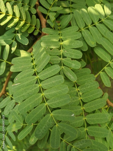 Valokuva Bright Green Bipinnate Compound Leaves on Tropical Plant