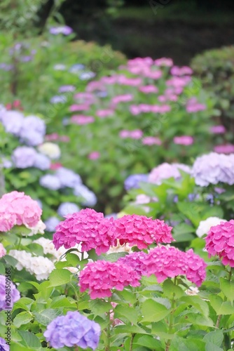 梅雨の赤いアジサイの花 縦