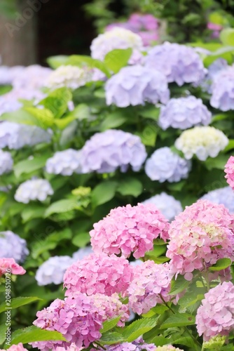 梅雨のピンクと水色のアジサイの花 縦