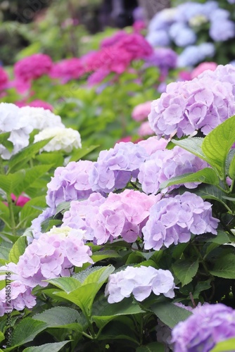 梅雨の薄紫の紫陽花の花 縦