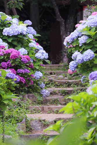 紫陽花の花と階段のある風景 縦