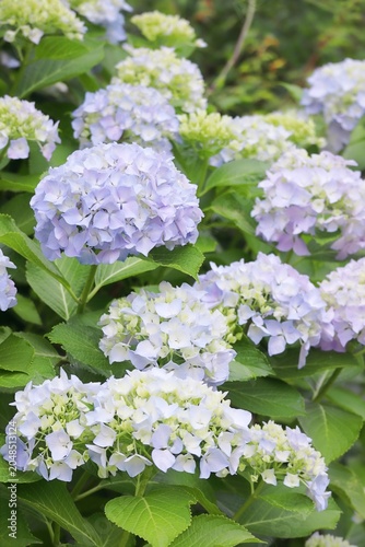 梅雨の満開の水色のアジサイの花 縦