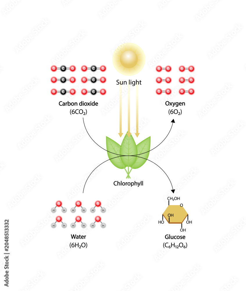 Obraz premium Photosynthesis process, photosynthesis equation formula, Biology Education. Calvin cycle. Vector illustration.