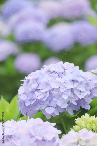 梅雨のアジサイの花のアップ 縦